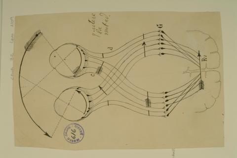 image tagged with santiago ramón y cajal, vision, mechanism