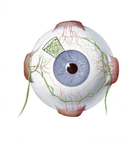 image tagged with illustration, anatomy, globe, eye, blood vessels