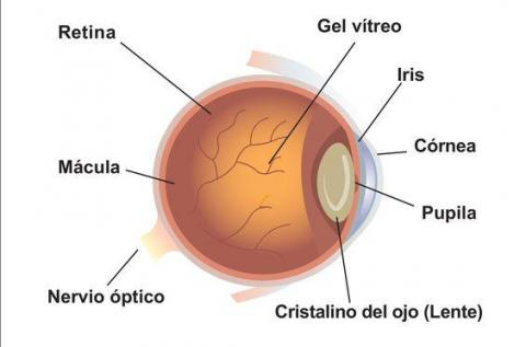 image tagged with vitreous, optical nerve, eye, cornea, label, …;
