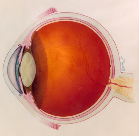 image tagged with optic nerve, lens, illustration, eye, iris, …;