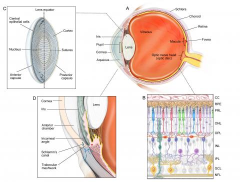 image tagged with cornea, illustration, globe, retina, zonules, …;