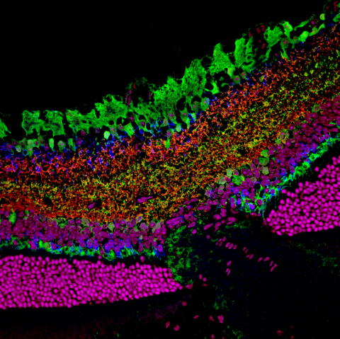 image tagged with nuclei, science, anatomy, optic nerve, confocal microscopy, …;