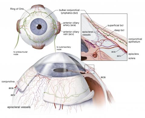 image tagged with eye, globe, diagram, blood vessels, sclera, …;