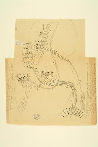 image tagged with optic centers, general scheme of the relations of the optic centers in a mammal showing the direction of the nerve impulse., santiago ramón y cajal, mammal