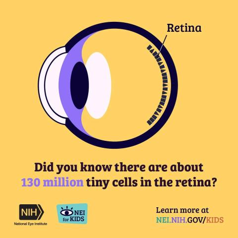 image tagged with diagram, nih, retina, infographic, nei kids, …;