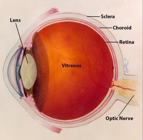 image tagged with vision, choroid, vitreous, illustration, anatomy, …;