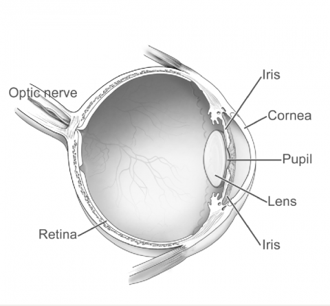 image tagged with lens, illustration, optic nerve, cornea, vision, …;