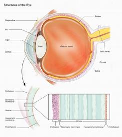 image tagged with descemet's membrane, lens, epithelium, pupil, anatomy, …;