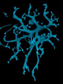 image tagged with dendrites, nerves, eye, nerve cells, microscopic, …;