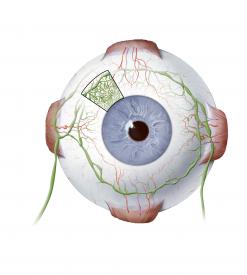 image tagged with globe, anatomy, eye, illustration, blood vessels