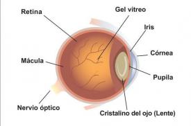 image tagged with anatomy, retina, eye, cornea, pupil, …;