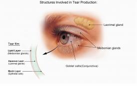 image tagged with structures, infographic, eyeball, labels, glands, …;