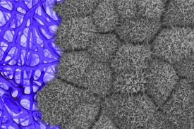 image tagged with cells, nanofiber, anatomy, eye, stem cells, …;