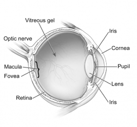 image tagged with eyeball, pupil, iris, fovea, eye diagram, …;