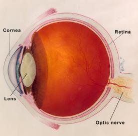 image tagged with optic nerve, diagram, illustration, cornea, eye, …;