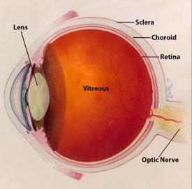 image tagged with sclera, vision, retina, eye diagram, vitreous, …;