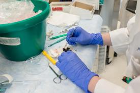image tagged with laboratory, dissect, gloves, bucket, hands, …;